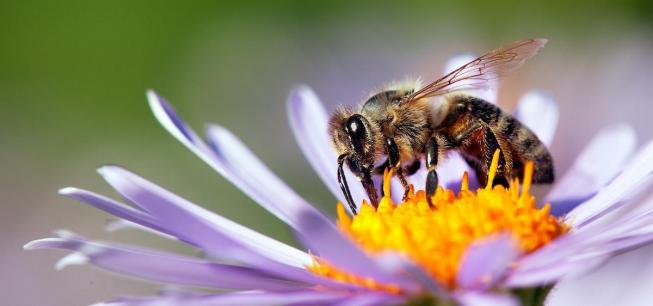 Gestes sauver abeilles