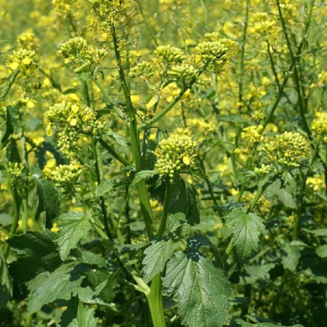 Graines moutarde blache sinapis alba engrais vert seeds 22