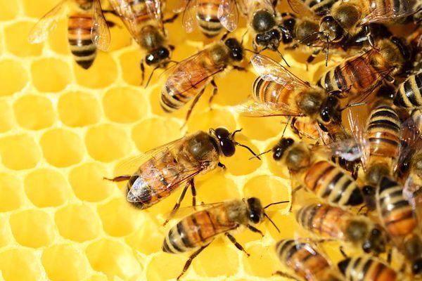 Les abeilles en societe